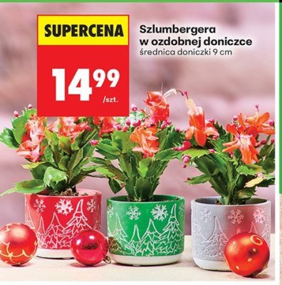 Szlumbergera w ozdobnej doniczce, średnica doniczki 9 cm promocja w Biedronka