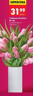 Tulipany Polskie 19 sztuk promocja w Biedronka