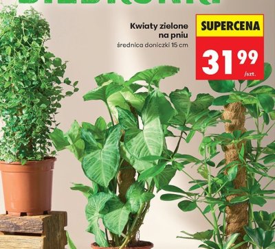 Kwiaty zielone na pniu promocja w Biedronka