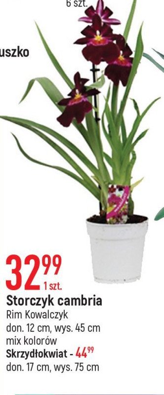 Storczyk cambria Rim kowalczyk promocja