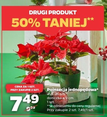 Poinsecja jednopędowa promocja w Netto