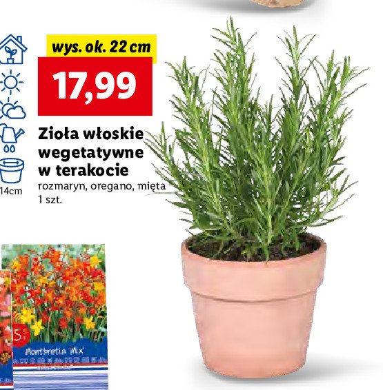 Mi臋ta doniczka promocja