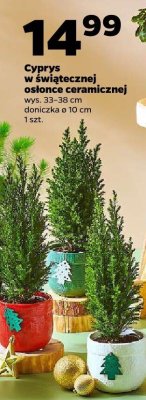 Cyprys w świątecznej doniczce/w świątecznej ceramicznej doniczce promocja w Netto