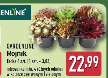 Rojnik promocja w Aldi