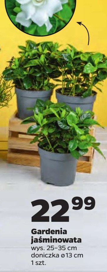 Gardenia ja艣minowata 13 cm promocja