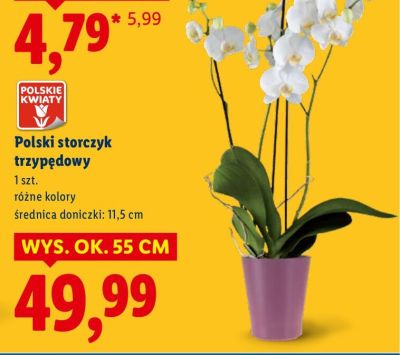 Polski storczyk trzypędowy promocja w Lidl