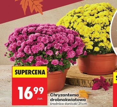 Chryzantema drobnokwiatowa promocja w Biedronka