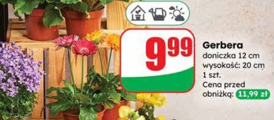 Gerbera doniczka 12 cm wysokość: 20 cm promocja w Dino