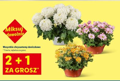 Chryzantemy doniczkowe promocja w Lidl