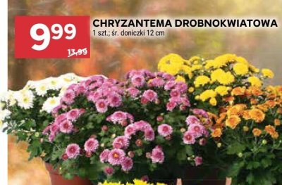 Chryzantema drobnokwiatowa 1 szt. śr. doniczki 12 cm promocja w Stokrotka