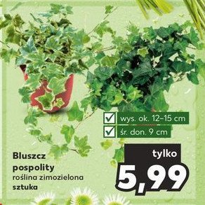 Bluszcz pospolity 9 cm promocja