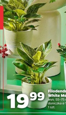 Filodendron White Measure promocja w Netto