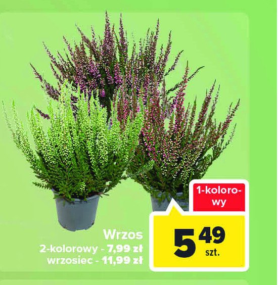 Wrzos 1-kolorowy 12 cm promocja