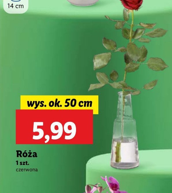 Róża 50 cm promocja