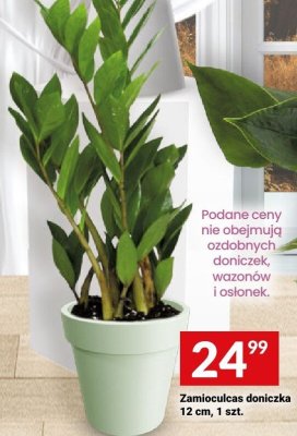 Zamioculcas doniczka 12 cm, 1 szt. promocja w Twój Market