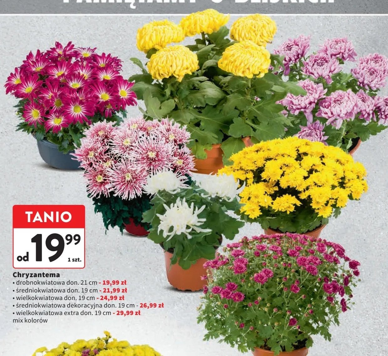 Chryzantema średniokwiatowa dekoracyjna misa 19 cm promocja w Aldi