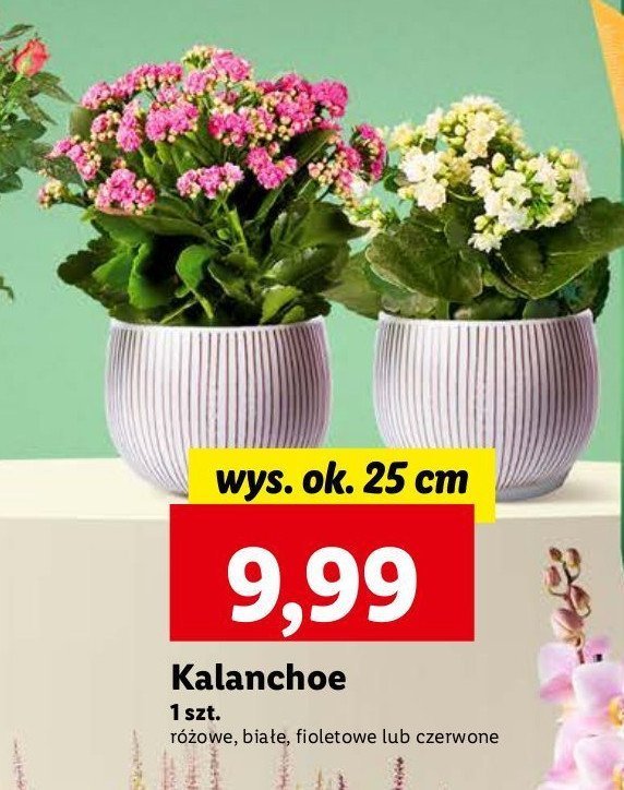 Kalanchoe różowe promocja