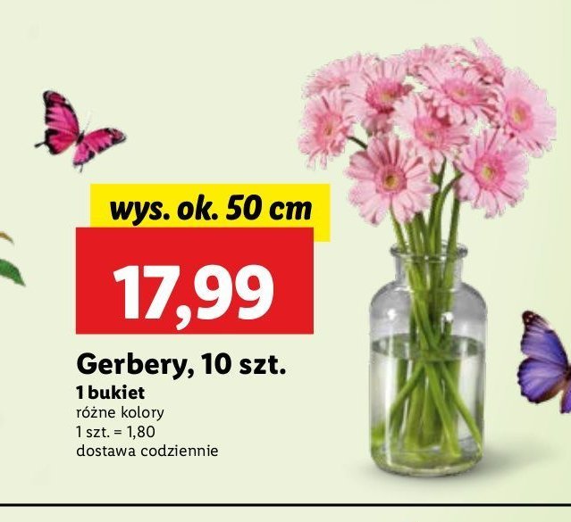 Gerbery 50 cm promocja w Lidl