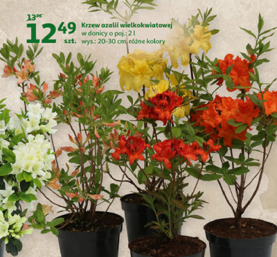 Azalia wielkokwiatowa 2 l promocja