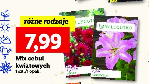 Cebule kwiatowe lilia W. legutko promocja