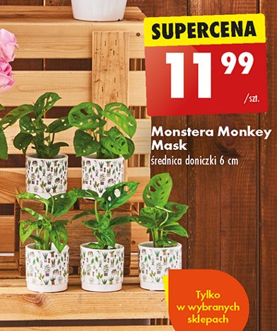 Monstera monkey mask promocja