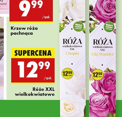 Róża w kartonie chopin promocja