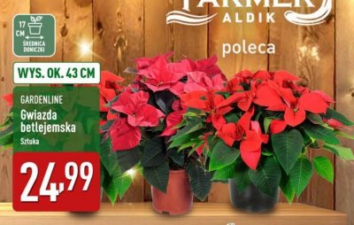 Gwiazda betlejemska GARDENLINE promocja w Aldi