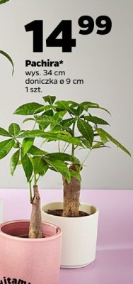 Pachira doniczka ø 9 cm  promocja w Netto