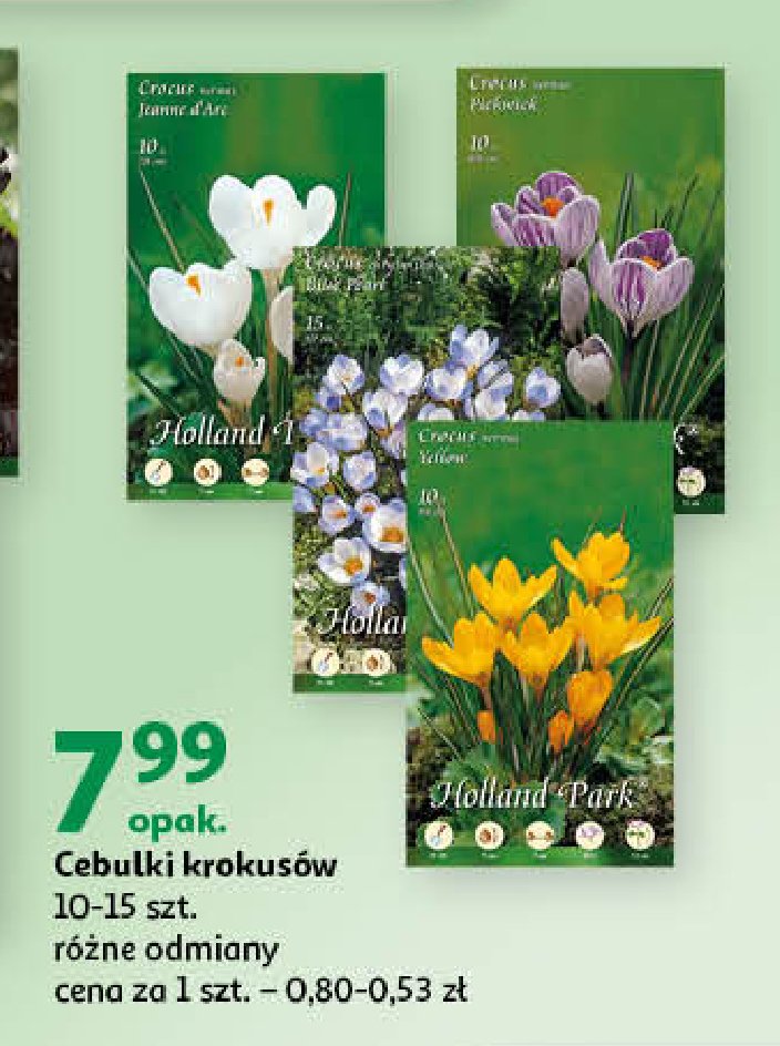 Cebule kwiatowe krokusy promocja