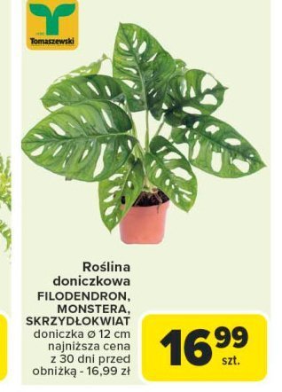 Monstera Tomaszewski promocja w Carrefour