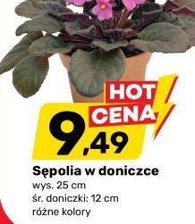Sepolia w doniczce promocja w Bricomarche