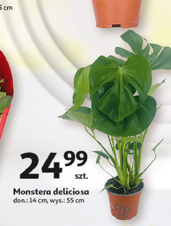 Monstera deliciosa promocja