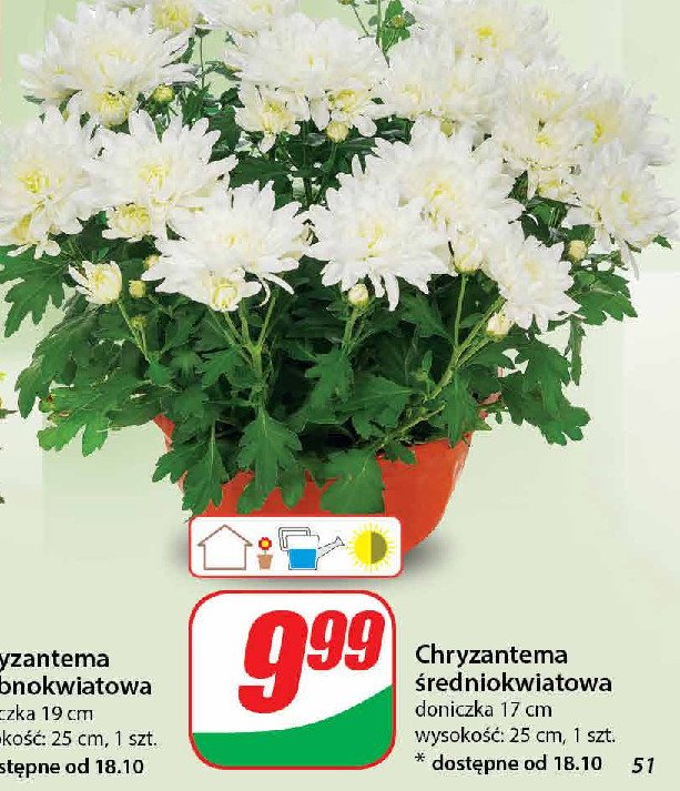 Chryzantema średniokwiatowa 25 cm promocja