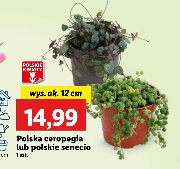 Senecio promocja