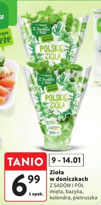 Zioła w doniczkach Z SADÓW I PÓL - mięta, bazylia, kolendra, pietruszka promocja w Intermarche