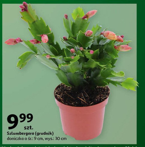 Szlumbergera 9 cm promocja