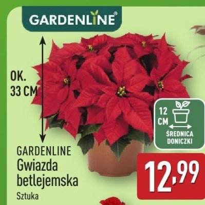 Gwiazda betlejemska GARDENLINE promocja w Aldi