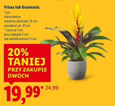 Guzmania promocja w Lidl