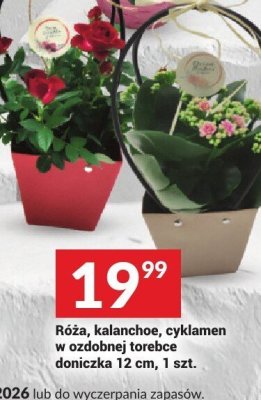 Róża, kalanchoe, cyklamen w ozdobnej torebce doniczka 12 cm, 1 szt. promocja w Twój Market
