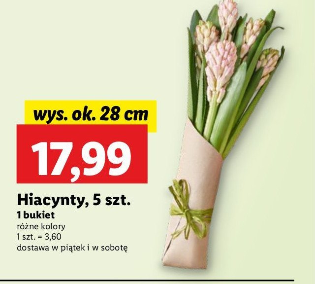 Hiacynty promocja