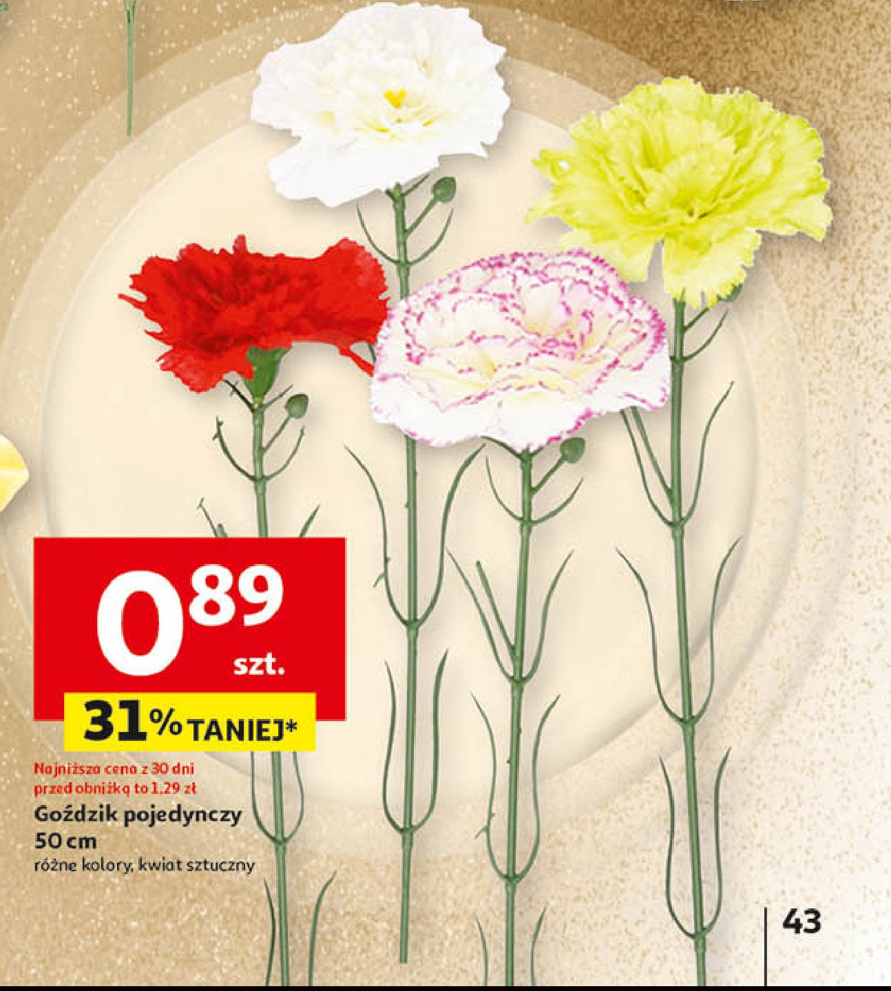 Goździk 50 cm promocja