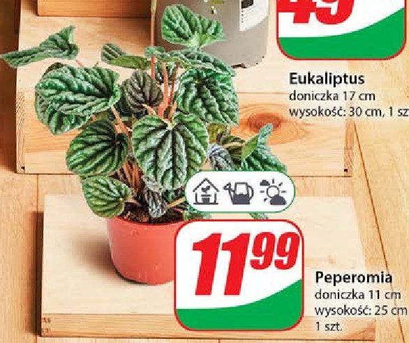 Peperomia 11 cm promocja