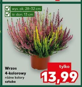 Wrzos 4-kolorowy 13 cm promocja