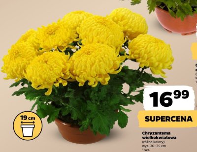 Chryzantema wielkokwiatowa różne kolory promocja w Netto