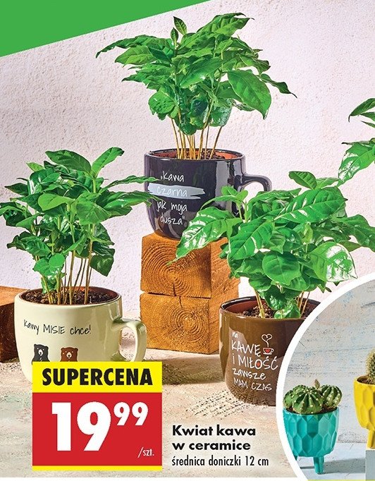 Kwiat kawa w ceramice 12 cm promocja