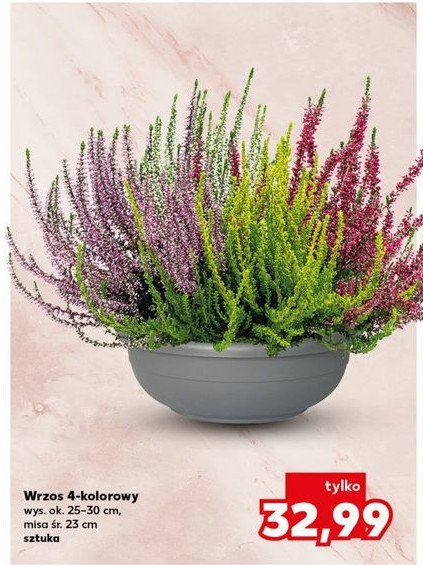 Wrzos 4-kolorowy don. 23 cm promocja
