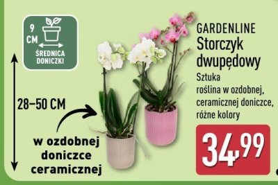 GARDENLINE Storczyk dwupędowy promocja w Aldi