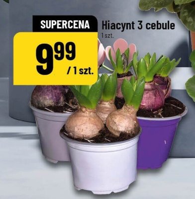 Hiacynt 3 cebule promocja w POLOmarket
