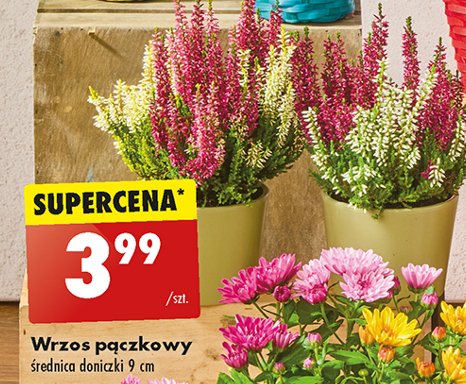 Wrzos pączkowy śr. 9 cm promocja