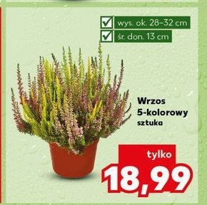 Wrzos 5-kolorowy promocja